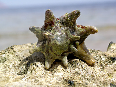 贝壳牌 海滩 手 盐 动物 对称的 软体动物 海洋背景图片