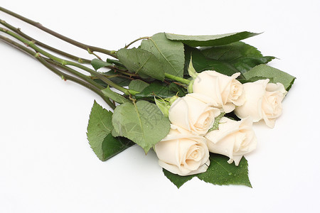 奶油玫瑰包 植物 礼物 美丽的 美丽 自然 花朵 假期背景图片