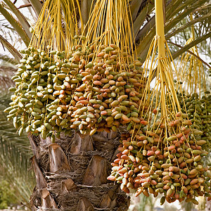 海枣 突尼斯 传统 主食 沙漠 甜的 温暖的高清图片