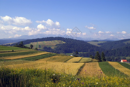 山脉地貌 草 生长 自然 波兰 爬坡道 抛光背景图片