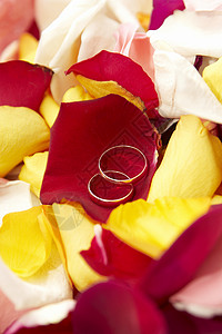 婚礼背景 玫瑰花瓣上的结婚戒指背景图片