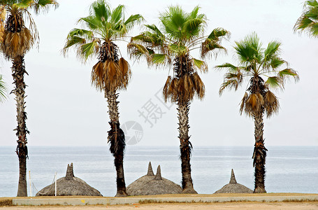 热带 假期 舒适 棕榈树 墨西哥 普拉亚 海滩俱乐部 树林 酒店背景图片