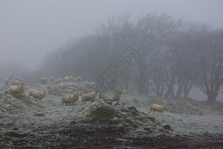 雾中的羊群雾冰草属高清图片