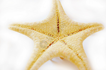 海星 收集 静物 放松 异国情调 海浪 海洋 星星背景图片