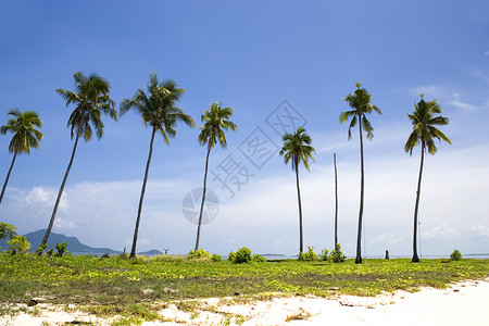 岛屿椰子树 叶子 植被 植物 天空 吃 水 刷新背景图片