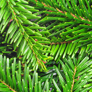绿色新绿 fir 分支 松树 森林 自然背景图片