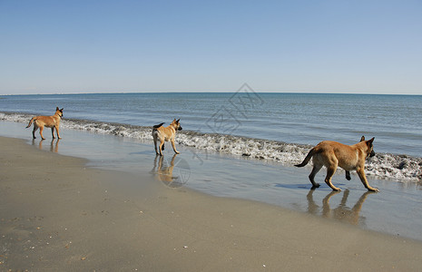 海滩上三个小麦地诺人 时牧羊犬 假期 海浪 海洋背景图片