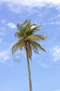 打击天空的棕榈图片