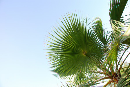 热带热带夏季 旅行 清除 棕榈 假期 叶子背景图片
