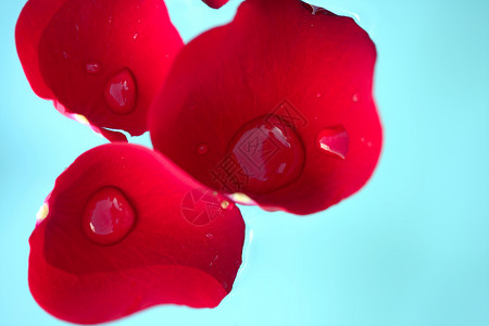 湿封闭大型玫瑰花瓣 水滴 花的 雨 开花 美丽的背景图片