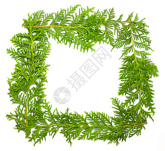 绿淡框架 冬天 自然 绿色的 树 干净的 装饰风格 季节 白色的背景图片