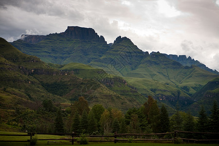 德拉肯斯山脉香槟城堡 天气 夸祖鲁纳塔尔省 场地 松树 南非 树木 德拉肯斯堡背景