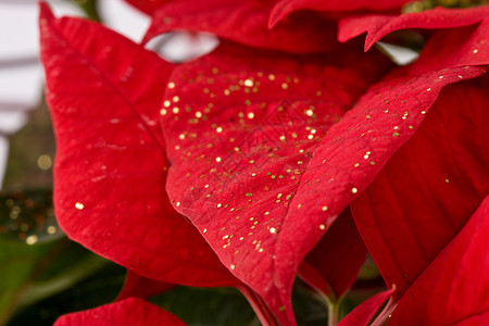 暗红色星纹特效圣诞之星 - 近距离背景 剪下 冬天 自然 自然之美背景
