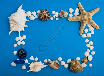 海壳框架 软体动物 海星 假期 贝壳 照片背景图片