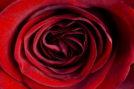 美丽紧贴的红玫瑰 香气 婚姻 爱 明信片 周年纪念日 热情图片