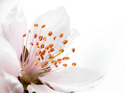花朵 桃子 植物 粉色的 文化 庆祝活动 传统背景图片