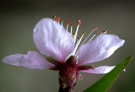 花朵 桃子 植物 传统 粉色的 文化 白天背景图片