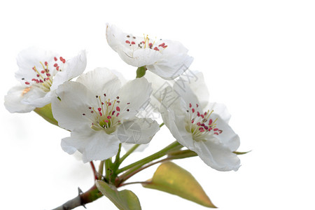 植物 梨树 花瓣 文化 传统 庆祝活动 白天背景图片
