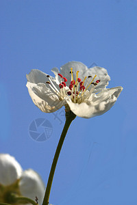 植物 梨子 庆祝活动 白色的 花瓣 叶子 粉色的背景图片