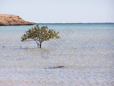 红树林 红海 海洋 海 天空 拉斯穆罕默德 埃及背景图片