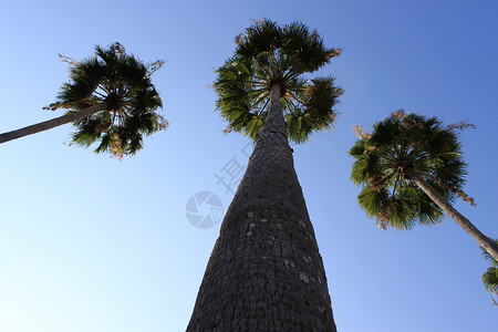 棕榈 蓝天 树背景图片