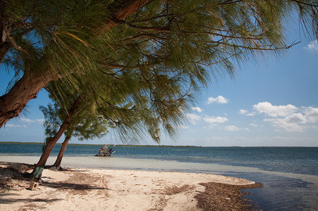 开曼凯海滩 旅游 天空 阳光 大开曼岛 旅行 海洋 海景 树背景
