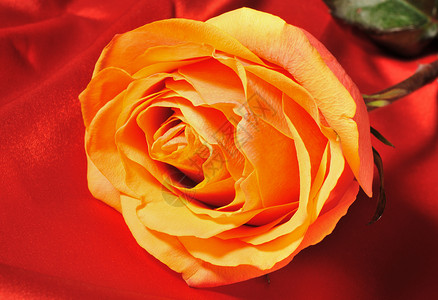 红丝绸上的玫瑰 爱 礼物 花的 婚姻 花图片