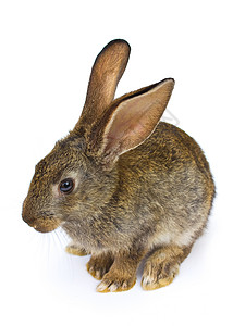 兔子新年快乐 居住 圣诞节 动物 灰色的背景图片