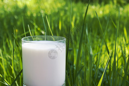 新鲜天然鲜奶 摄影 吃 食物 户外 奶制品 水平的 健康背景图片
