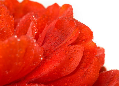 红郁金香芽 白上下水滴背景图片