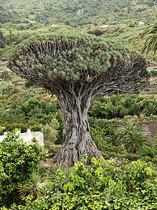 龙树 - 特内里费岛图片