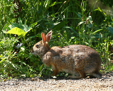 彼得兔故事棉尾兔Sylvilagus 户外 动物 可爱的 食草动物背景