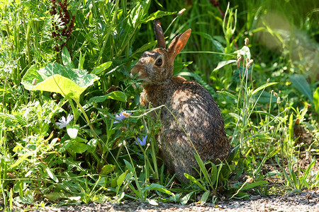 彼得兔故事棉尾兔Sylvilagus 假期 耳朵 毛皮 兔科背景