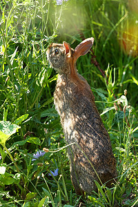 彼得兔故事棉尾兔Sylvilagus 鼻子 户外 野兔 兔科背景