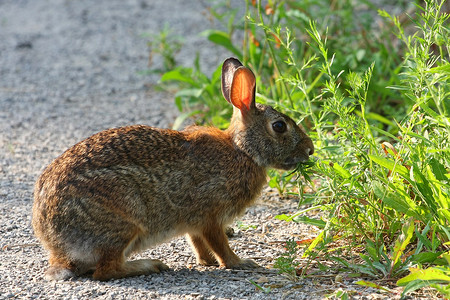 彼得兔故事棉尾兔Sylvilagus 动物 春天 自然 复活节背景
