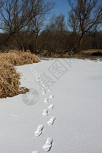 冬季脚印图片