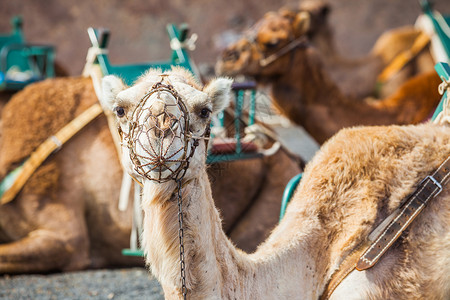 西班牙兰萨罗特Timanfaya国家公园的骆驼背景
