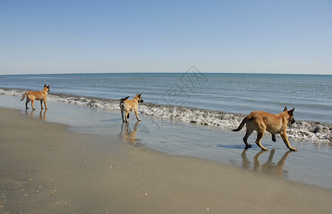 海滩上三个小麦地诺人 宠物 水 海洋 年轻的 时牧羊犬背景图片
