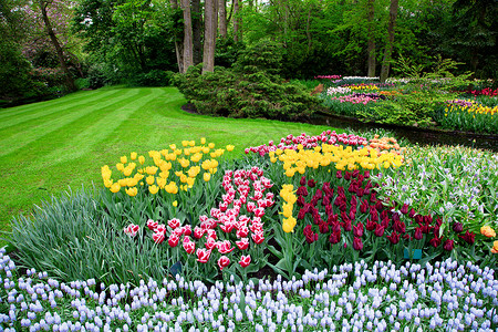 春天花朵多彩的郁金香 四月 爱 园艺 荷兰季节高清图片素材