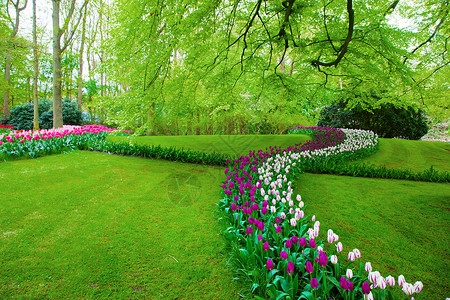 春天花朵多彩的郁金香 漂亮的 盛开 蓝色的 假期 浪漫的花园高清图片素材