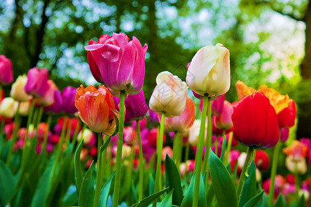 春天公园花朵多彩的郁金香礼物高清图片素材