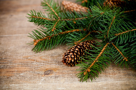 带松松子的圣诞鲜树 云杉 古董 团体 圣诞节 乡村背景图片