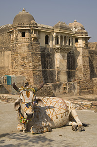 普拉塔普圣印度牛 家 神圣 文化 画 拉杰普特 拉吉普特 奇陶加尔背景