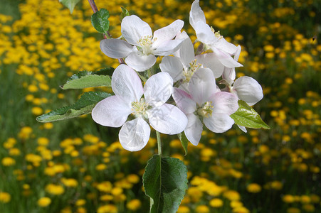 苹果花 卡片 花朵 宏观 盛开 花束 美丽 团体图片