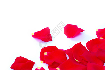 花瓣 庆祝 庆典 柔软的 情人节 花的 自然 红色的 婚姻背景图片