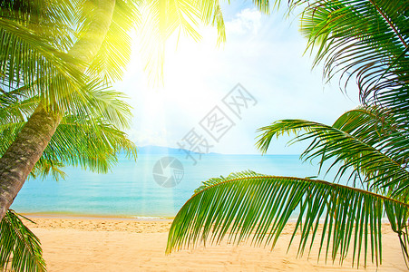 沙滩上 有海枣树 在沙砂上还有椰枣树 旅行图片