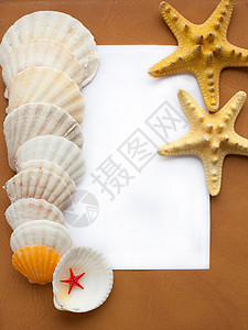 卡通海星和扇贝带贝壳的框架框架 自然 星星 床单 海星 贝类 卡片背景