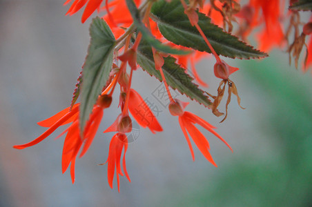 红花 植物 花序 希望 绿色的 树叶 圣诞节图片