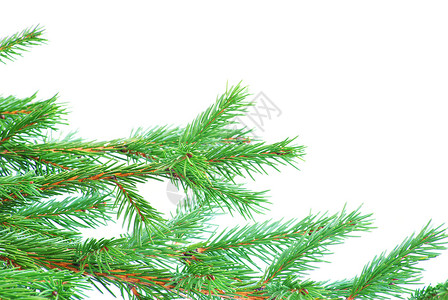 fir树枝 植物 冷杉 冬天 白色的 自然背景图片