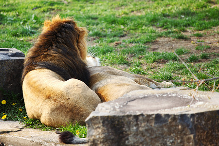 狮子狮 公园 荒野 捕食者 非洲 国王 鬃毛 动物 睡眠 猎人图片